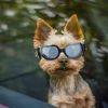 Dog Goggles Small Dog Sunglasses UV Protection Big Cat Glasses Fog/Windproof Outdoor Doggy Eyewear with Adjustable Band for Small Dogs